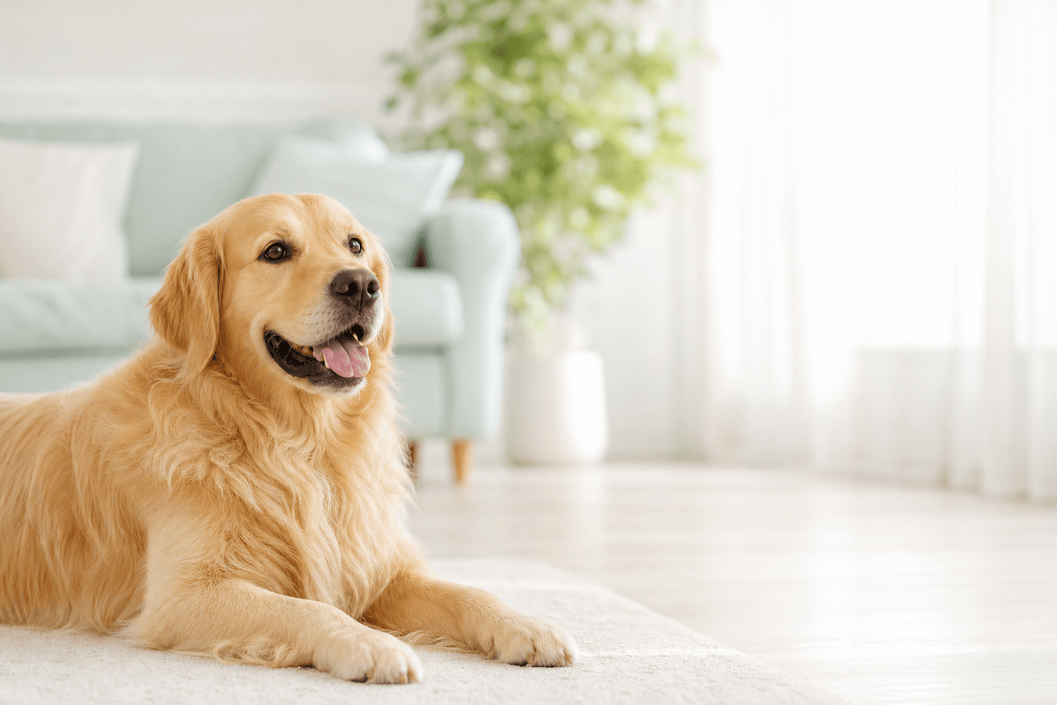 A happy dog resting in a bright, sunlit living room
